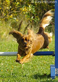 cavalierkingcharlesinspanieli Melli